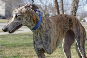 Home | MotorCity Greyhound Rescue
